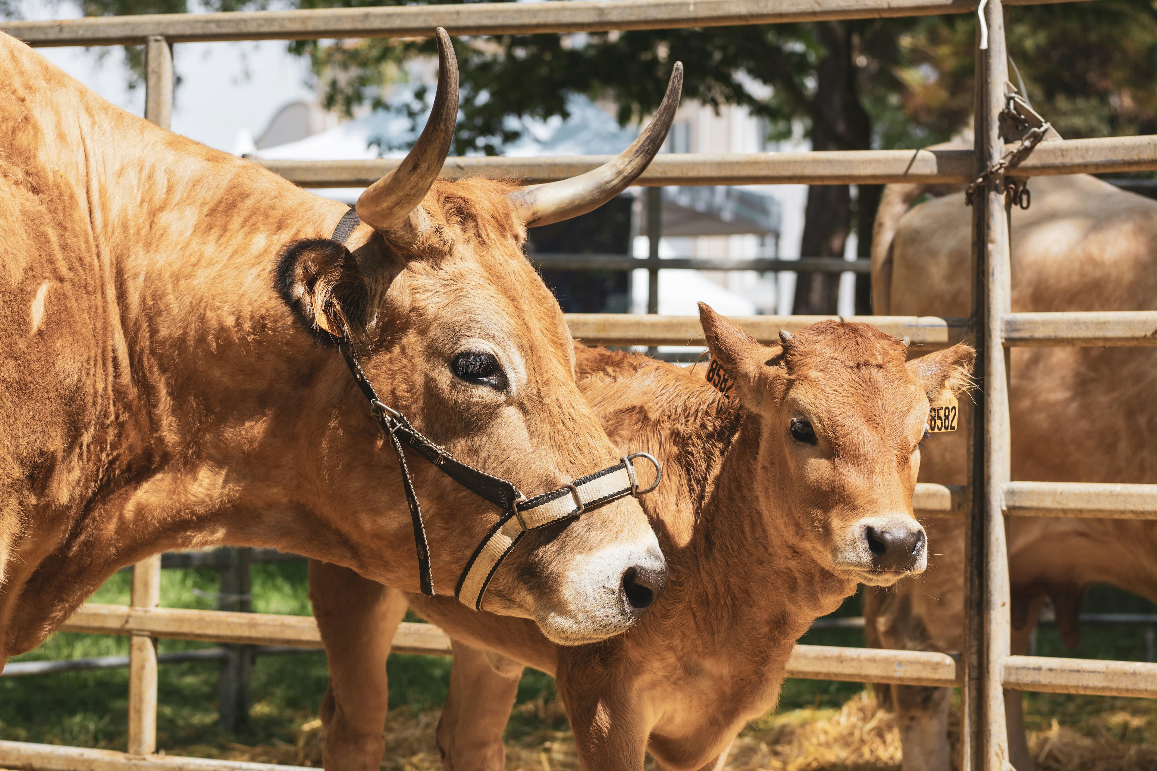 Cow and calf together in a corral at ZabihaHalal MI Farm