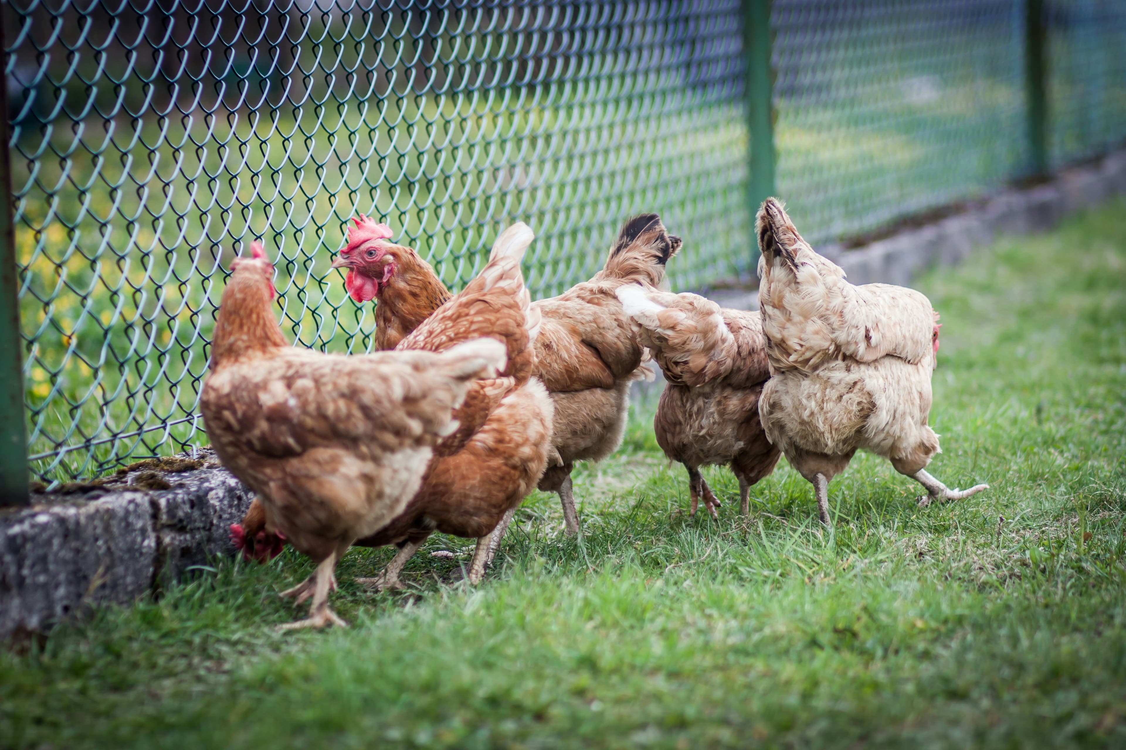 Free-range chickens by a fence at ZabihaHalal MI Farm