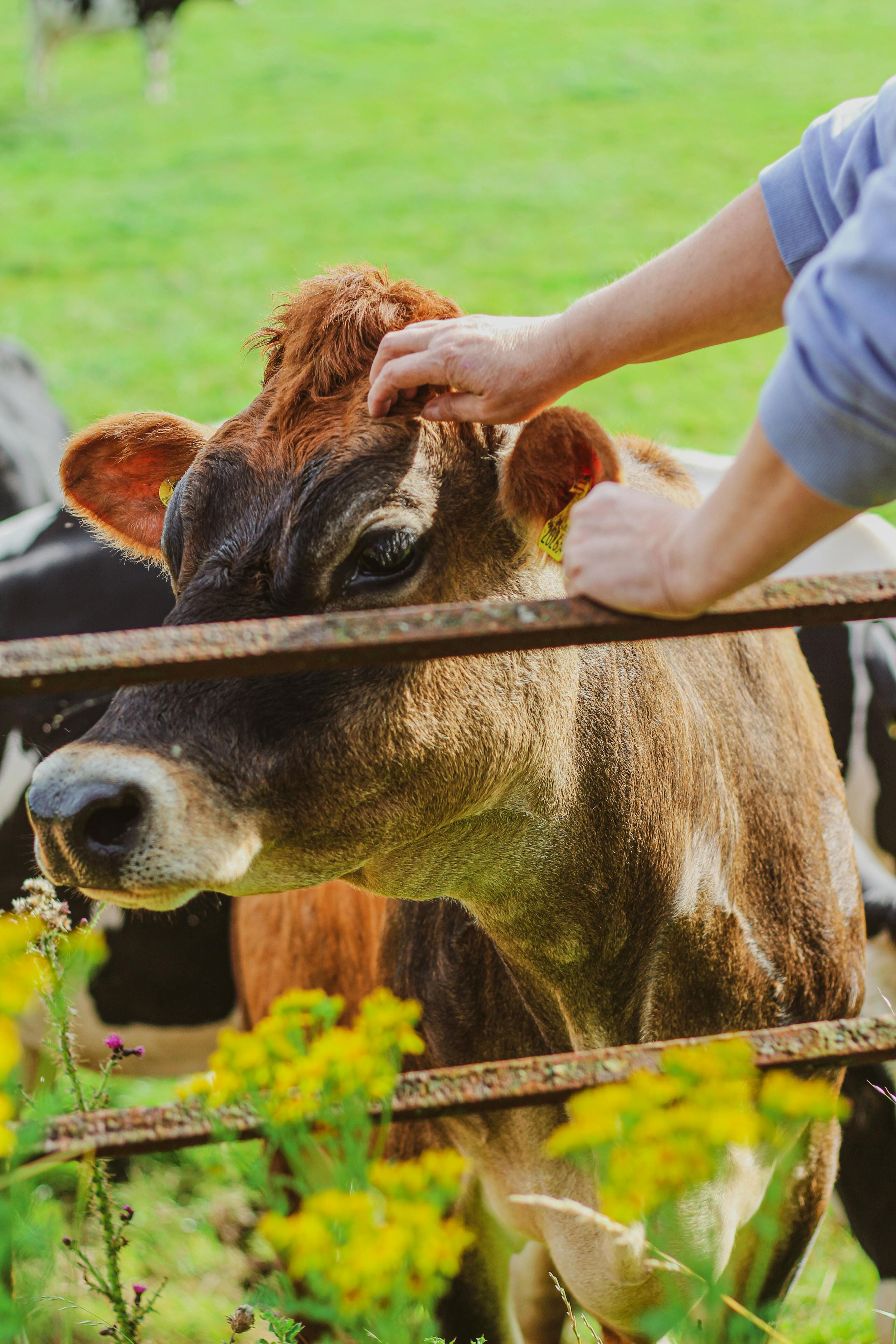 Grass-fed cows at ZabihaHalal MI Farm