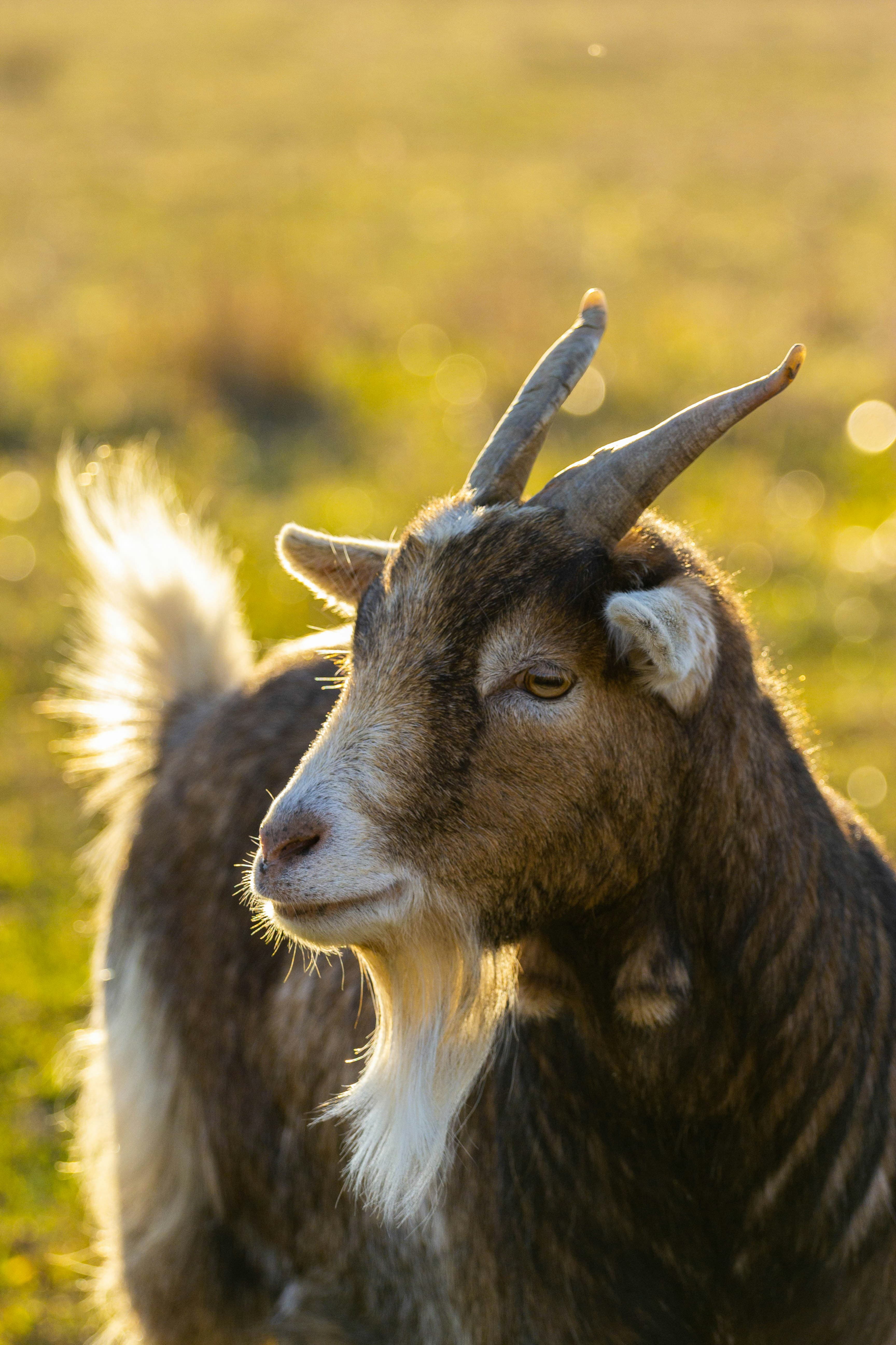 Goats grazing in the field