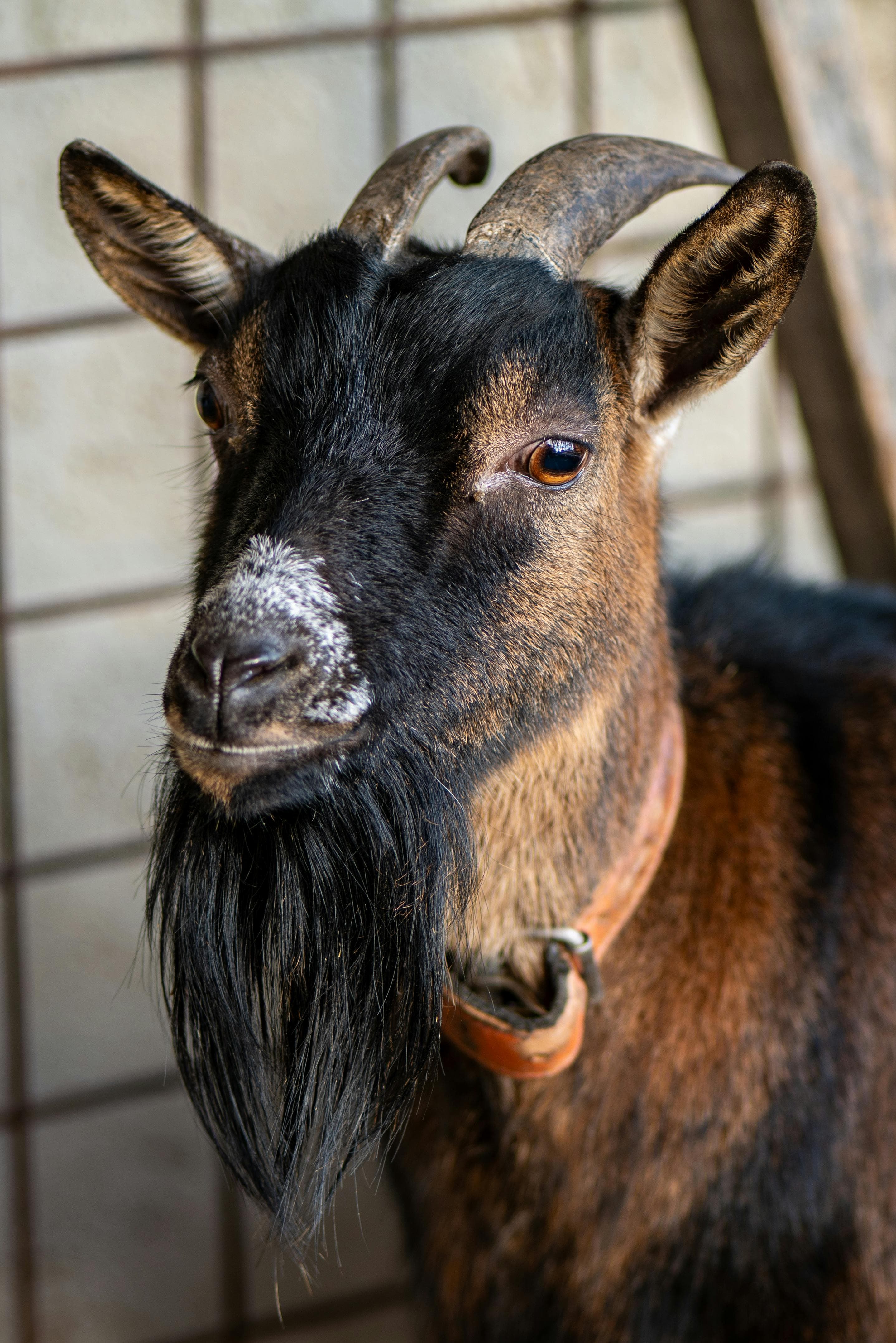 Whole goat meat