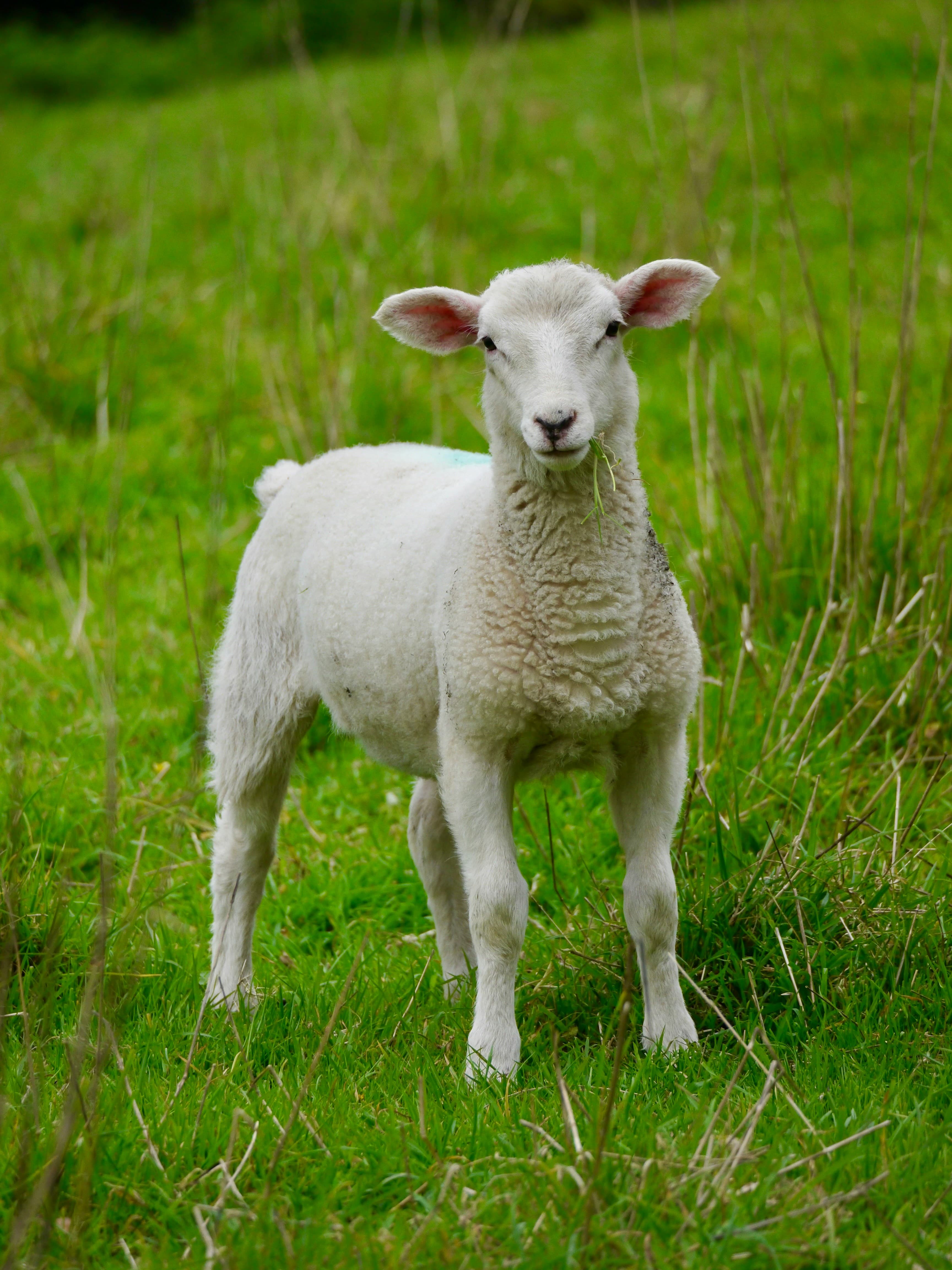 Whole lamb from ZabihaHalal MI Farm